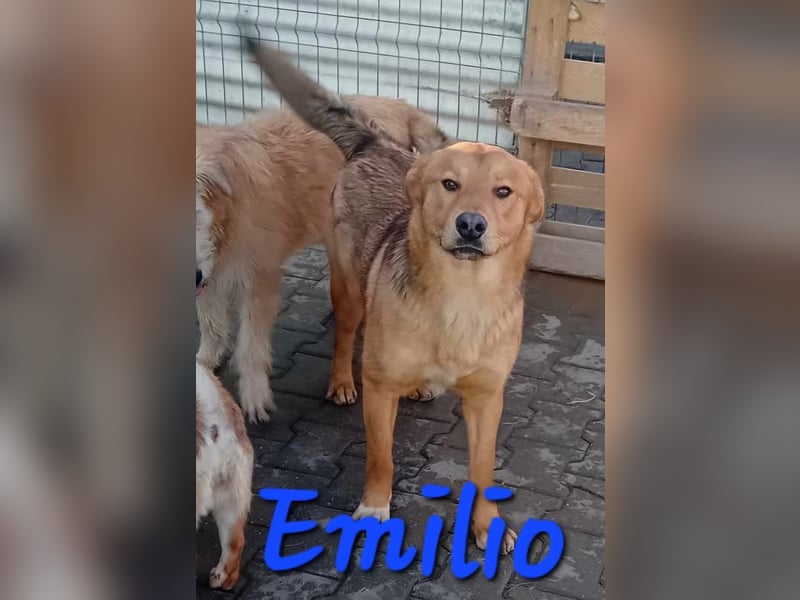 Unser wunderschöner Emilio