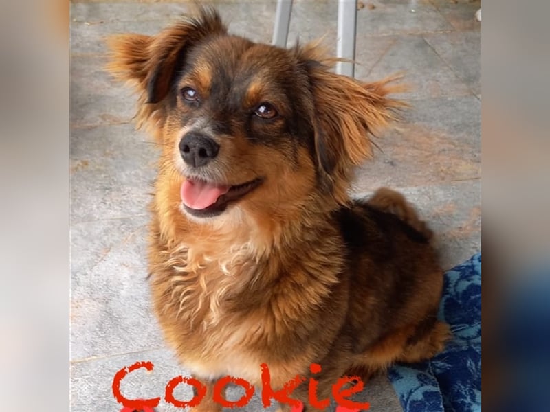 Unser hübscher Cookie