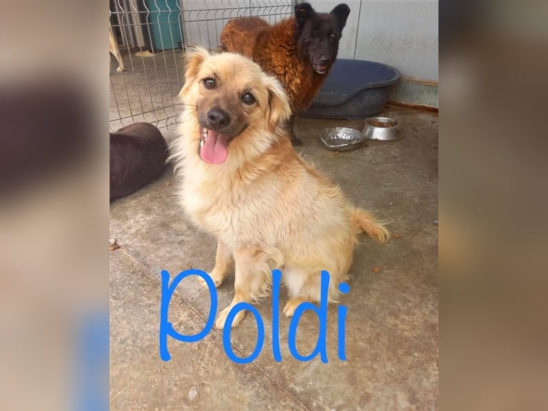 Unser goldiger Poldi