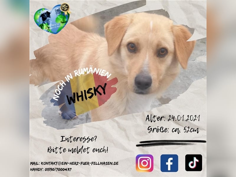 Unser wunderschöner Whisky