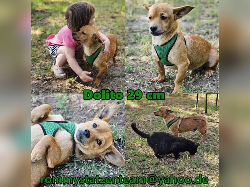 Dolito zeigt sich sehr liebesbedürftig