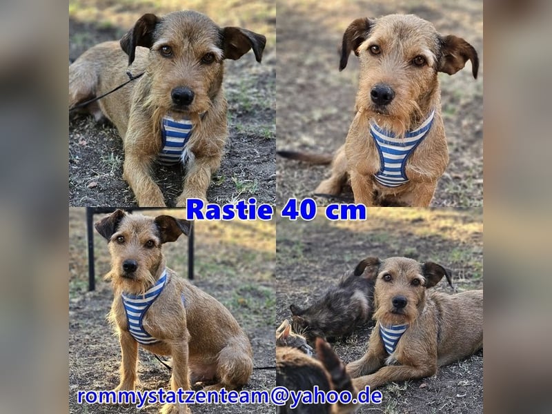Rastie ist ein sensibler, lieber Kerl