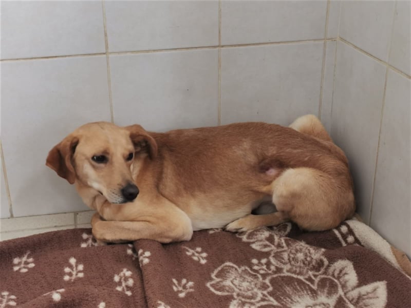 Angsthund Mimoza sucht empathische Hundeversteher
