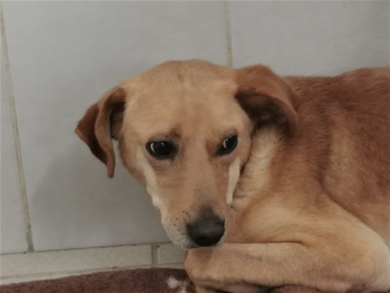 Angsthund Mimoza sucht empathische Hundeversteher
