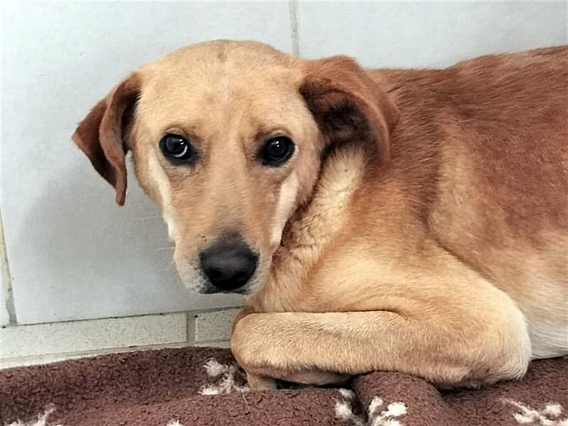 Angsthund Mimoza sucht empathische Hundeversteher