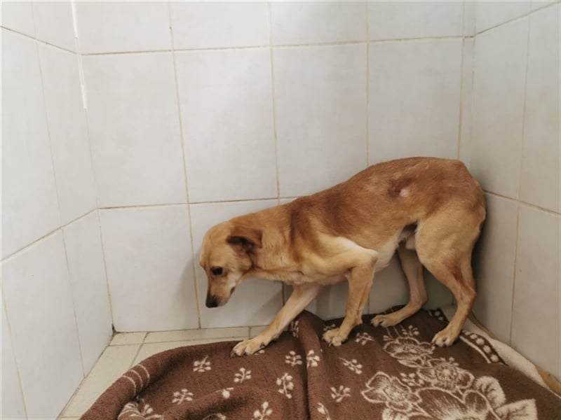 Angsthund Mimoza sucht empathische Hundeversteher