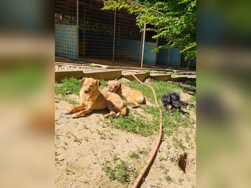 SVEN – ein Gentlemen mit grauer Schnauze hofft auf das große Glück "Eigene Familie"