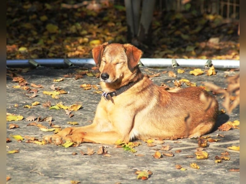 liebenswerter OSCAR sucht schon so lange seinen Herzensmensch