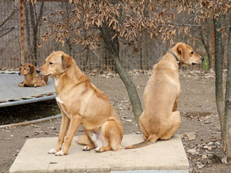SVEN - Gentlemen mit grauer Schnauze wartet noch auf seine eigene Familile