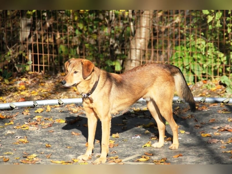liebenswerter OSCAR sucht schon so lange seinen Herzensmensch