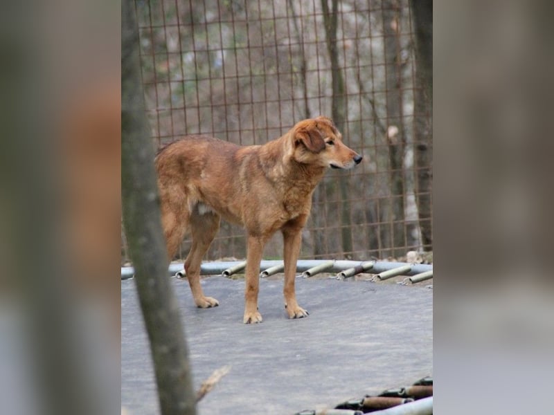liebenswerter OSCAR sucht schon so lange seinen Herzensmensch