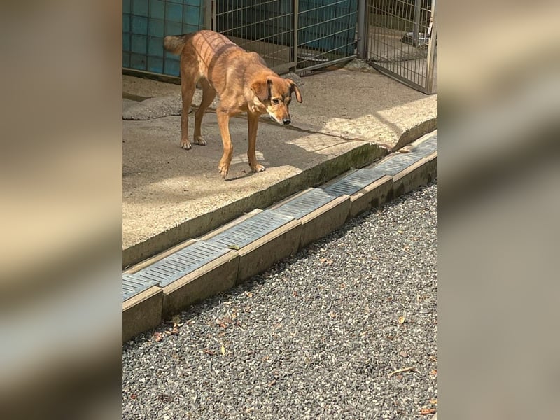 Herzensmensch gesucht - lieber OSCAR hofft schon so lange auf sein Glück