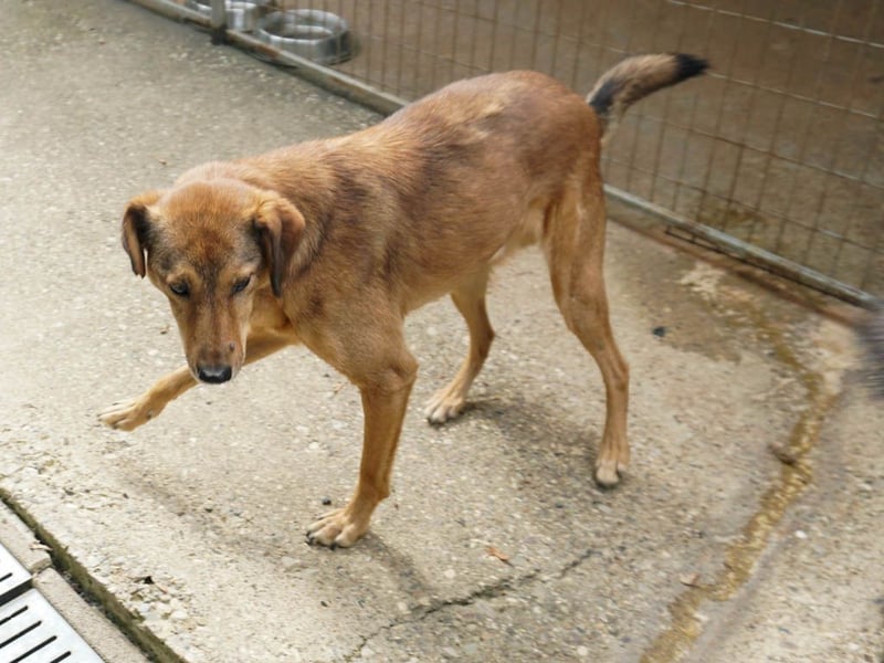 liebenswerter OSCAR sucht schon so lange seinen Herzensmensch