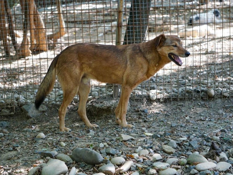liebenswerter OSCAR sucht schon so lange seinen Herzensmensch
