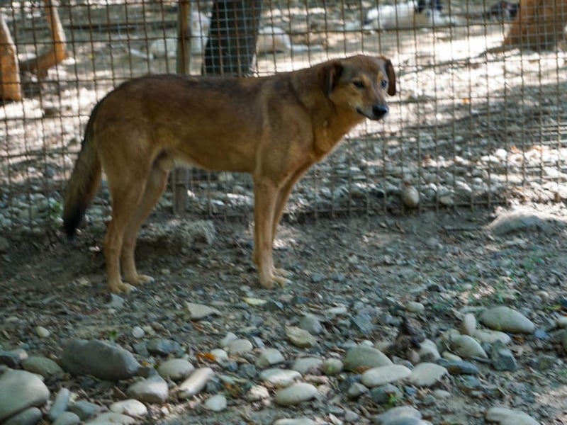 Herzensmensch gesucht - lieber OSCAR hofft schon so lange auf sein Glück