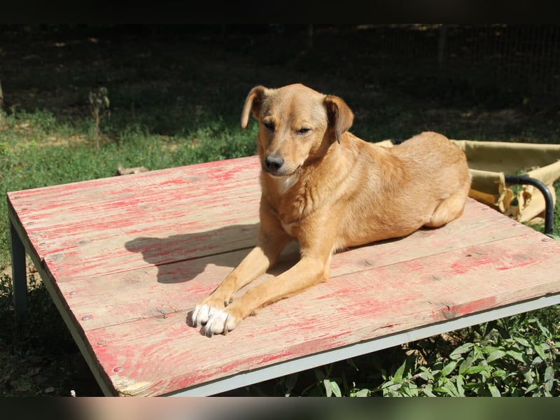 SVEN - Gentlemen mit grauer Schnauze wartet noch auf seine eigene Familile