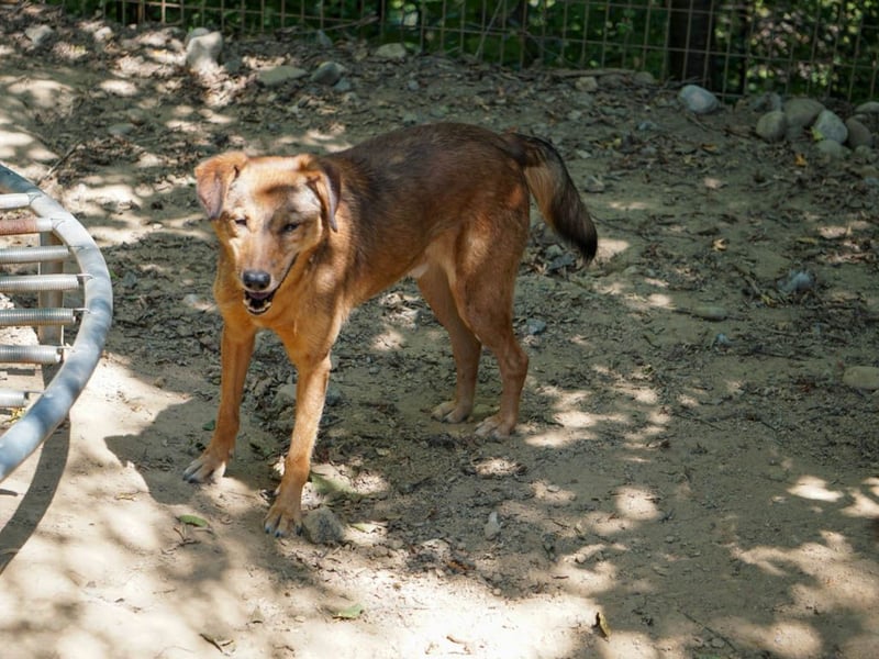 liebenswerter OSCAR sucht schon so lange seinen Herzensmensch