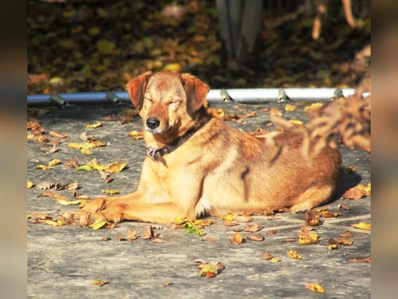 liebenswerter OSCAR sucht schon so lange seinen Herzensmensch