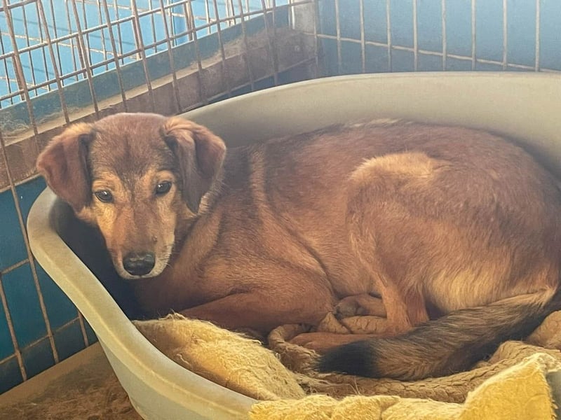 liebenswerter OSCAR sucht schon so lange seinen Herzensmensch