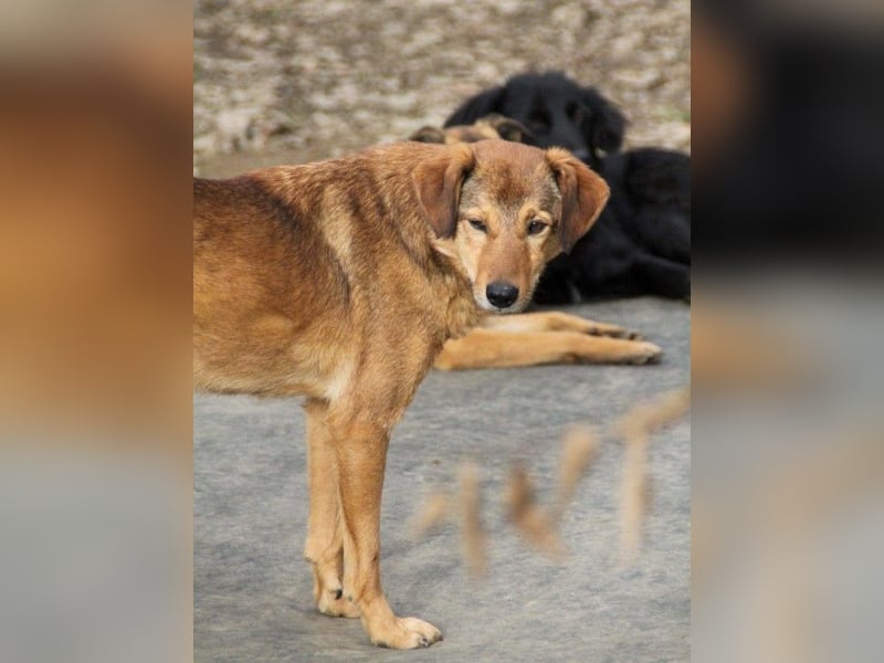 liebenswerter OSCAR sucht schon so lange seinen Herzensmensch