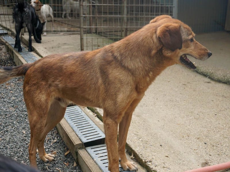 Herzensmensch gesucht - lieber OSCAR hofft schon so lange auf sein Glück