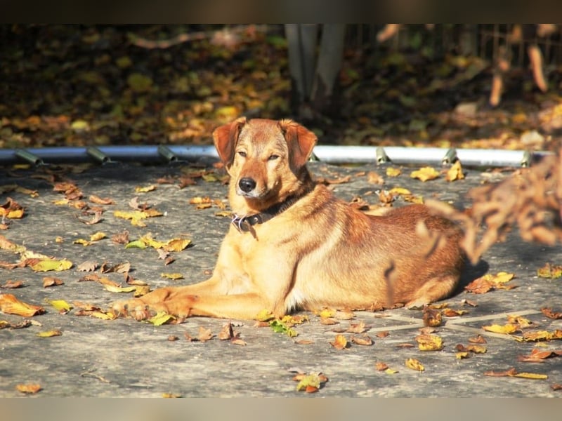 liebenswerter OSCAR sucht schon so lange seinen Herzensmensch