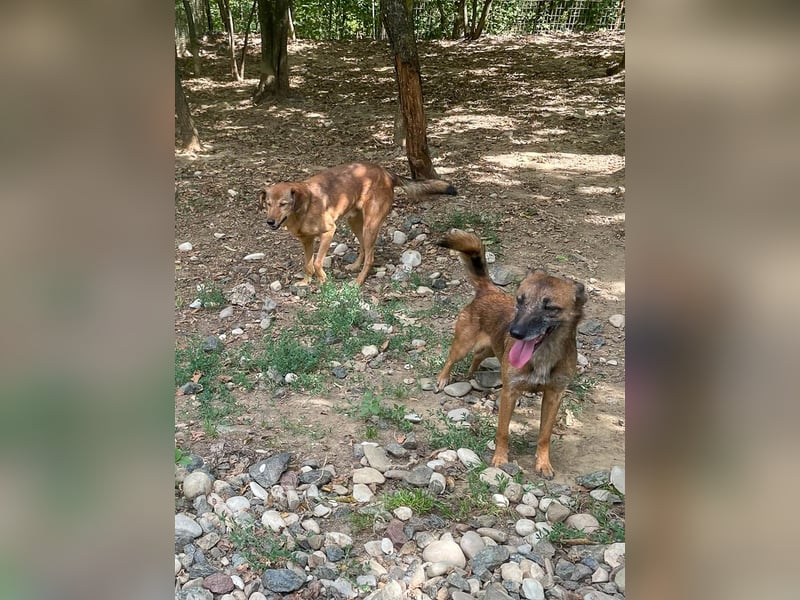 liebenswerter OSCAR sucht schon so lange seinen Herzensmensch