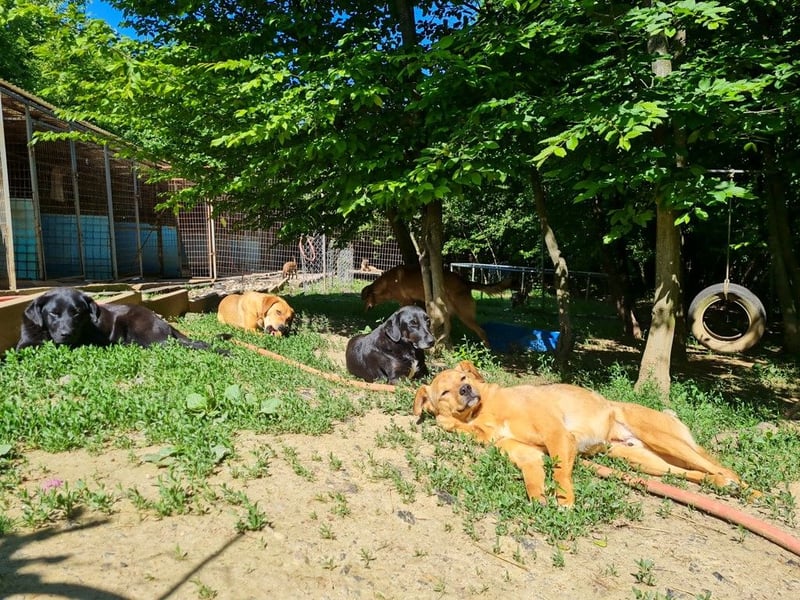 SVEN – ein Gentlemen mit grauer Schnauze hofft auf das große Glück "Eigene Familie"