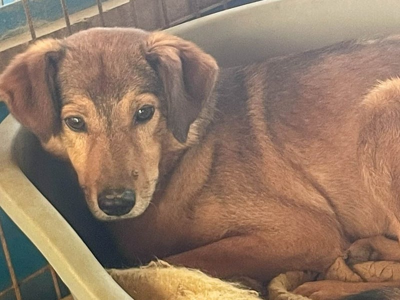 Herzensmensch gesucht - lieber OSCAR hofft schon so lange auf sein Glück