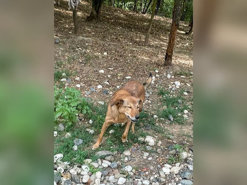 liebenswerter OSCAR sucht schon so lange seinen Herzensmensch