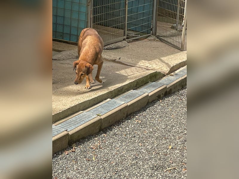 Herzensmensch gesucht - lieber OSCAR hofft schon so lange auf sein Glück