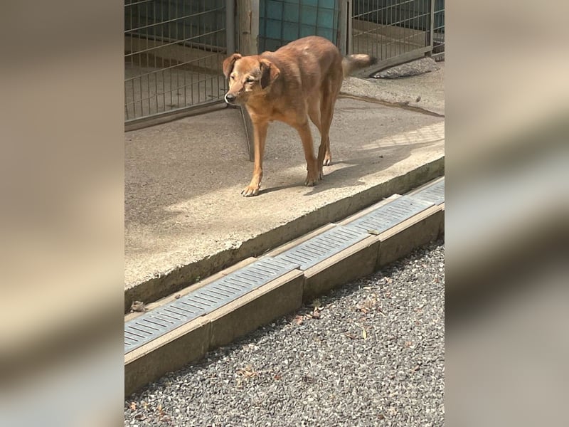 Herzensmensch gesucht - lieber OSCAR hofft schon so lange auf sein Glück