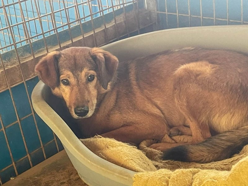 liebenswerter OSCAR sucht schon so lange seinen Herzensmensch