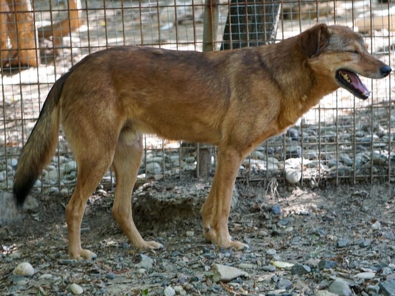 Herzensmensch gesucht - lieber OSCAR hofft schon so lange auf sein Glück