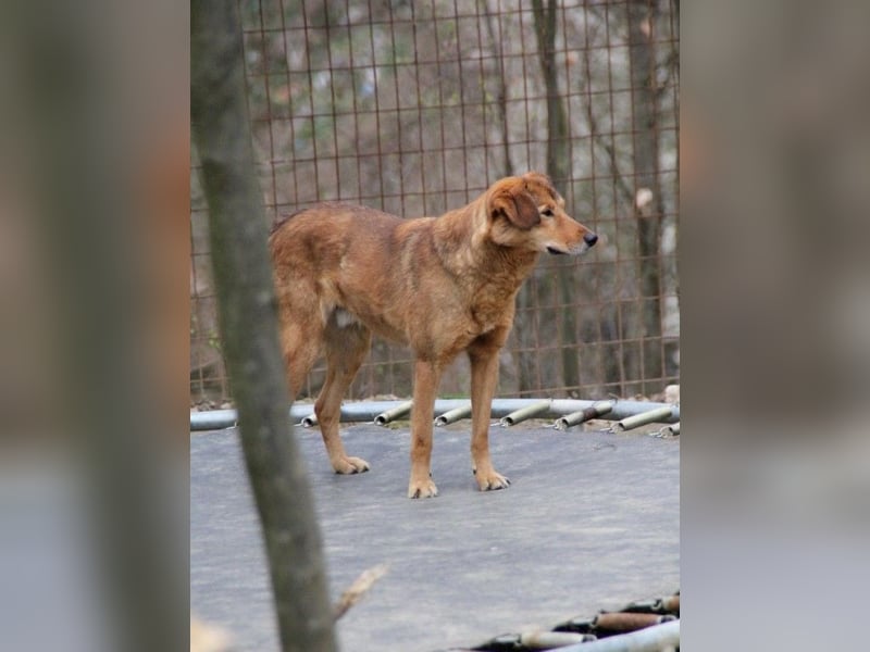liebenswerter OSCAR sucht schon so lange seinen Herzensmensch