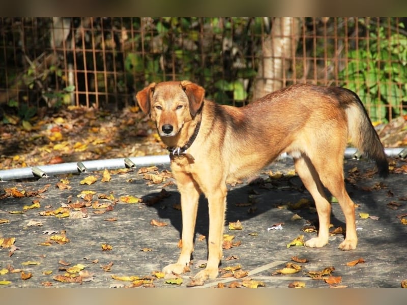 liebenswerter OSCAR sucht schon so lange seinen Herzensmensch