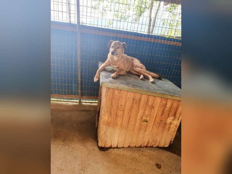 SVEN – ein Gentlemen mit grauer Schnauze hofft auf das große Glück "Eigene Familie"