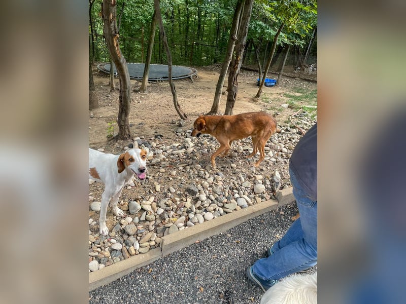 liebenswerter OSCAR sucht schon so lange seinen Herzensmensch