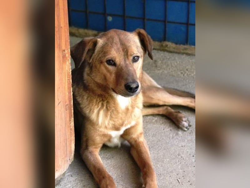 SVEN - Gentlemen mit grauer Schnauze wartet noch auf seine eigene Familile