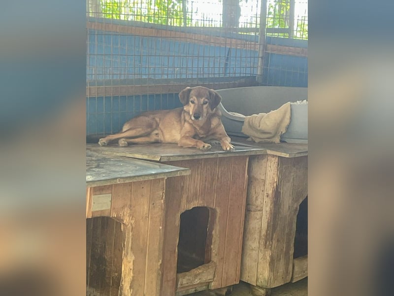 liebenswerter OSCAR sucht schon so lange seinen Herzensmensch