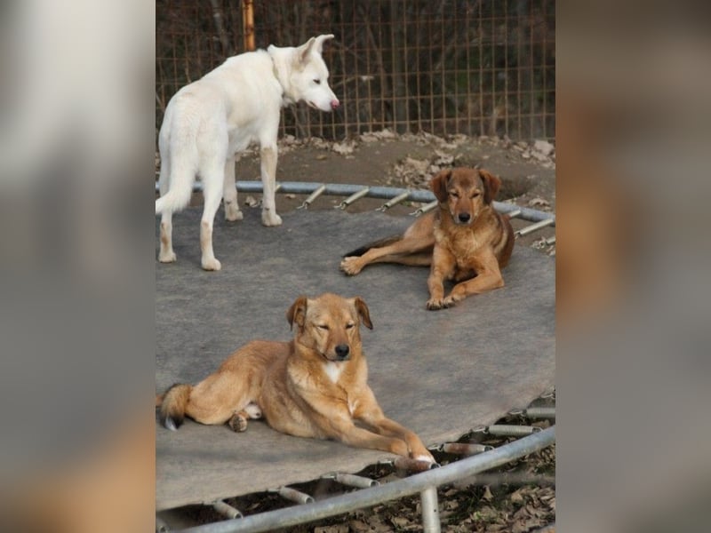 SVEN - Gentlemen mit grauer Schnauze wartet noch auf seine eigene Familile