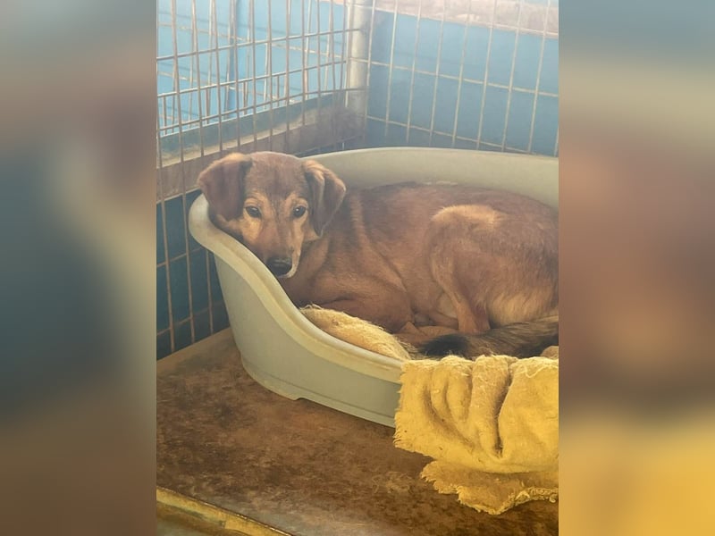 Herzensmensch gesucht - lieber OSCAR hofft schon so lange auf sein Glück
