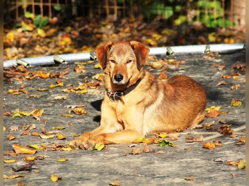 liebenswerter OSCAR sucht schon so lange seinen Herzensmensch