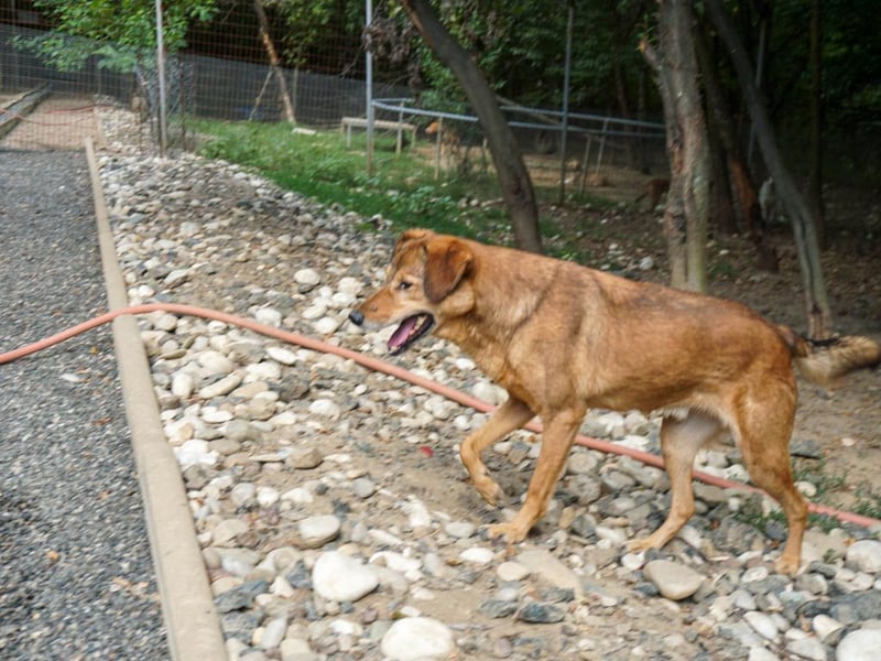 liebenswerter OSCAR sucht schon so lange seinen Herzensmensch