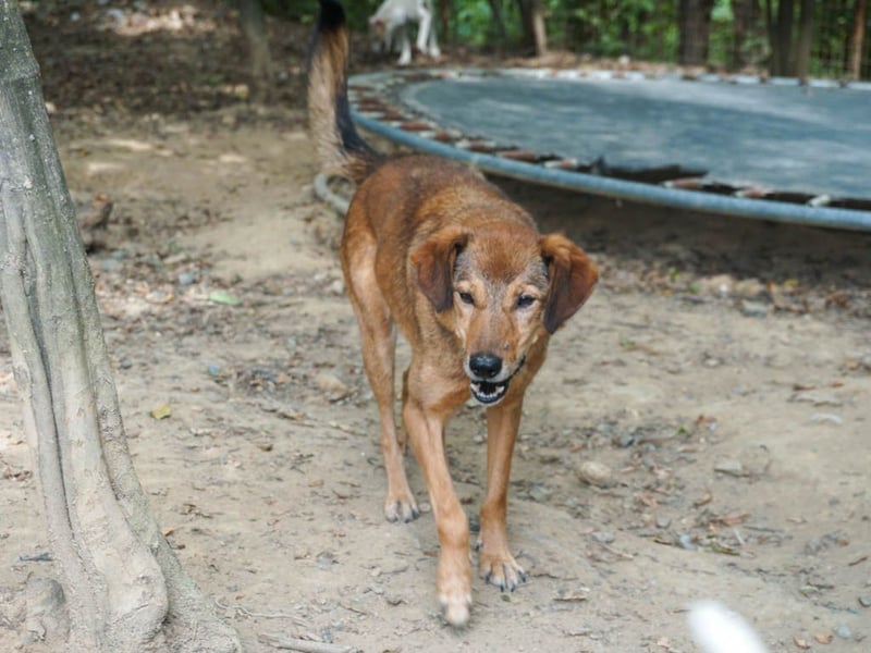 liebenswerter OSCAR sucht schon so lange seinen Herzensmensch
