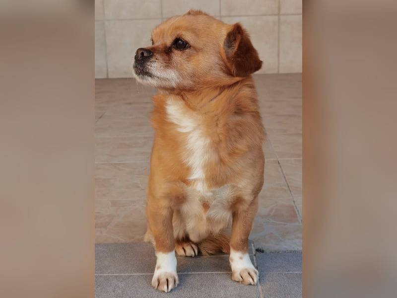 Reserviert! Pavarotti der Herzenbrecher!