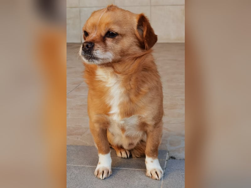 Reserviert! Pavarotti der Herzenbrecher!