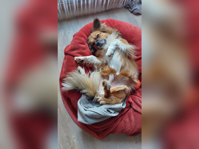 Tommy - kleiner Schatz!