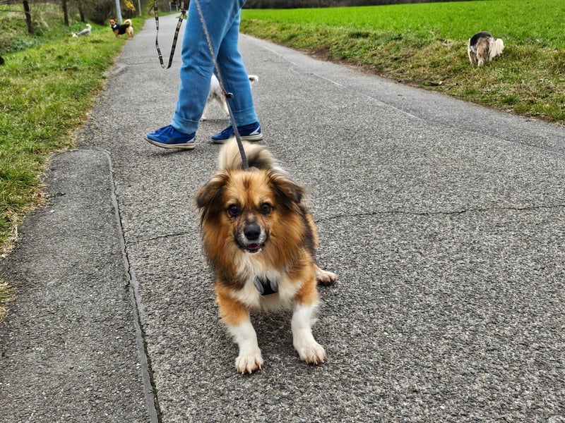 Tommy - kleiner Schatz!