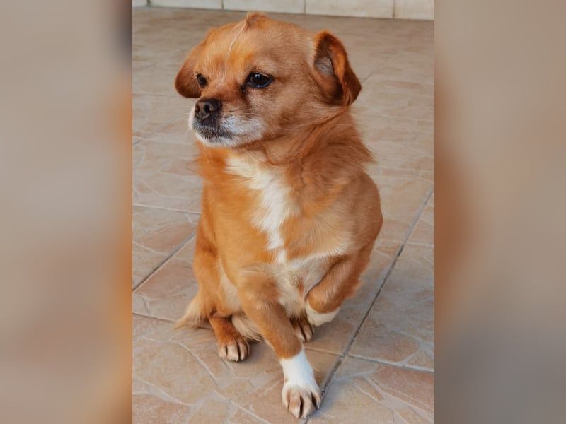 Reserviert! Pavarotti der Herzenbrecher!